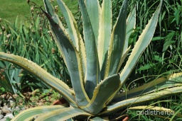 Agave americana fullplant2.jpeg